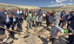 Taşınan her zeytin ağacına karşılık fidan: Milas'ta 4 bin zeytin toprakla buluştu