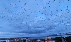 Tatvan'da gökyüzünü kaplayan binlerce kuş görsel şölen sundu