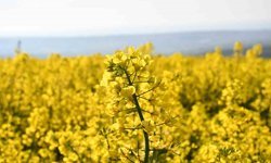 Tekirdağ sarıya büründü: Kanola tarlaları kartpostallık manzaralar oluşturdu