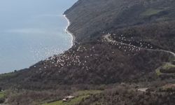 Tekirdağ'da pelikanların senkronize uçuşu görsel şölen sundu