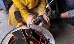 Temizlik işçilerinin dikkati, yavru kedileri ölümden kurtardı