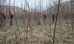 Tescilli Adilcevaz ceviz fidanı satışa sunuldu