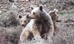 Tunceli'de anne ayı ve yavruları görüntülendi