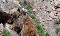 Tunceli'de ayı ve yavrusu dron ile görüntülendi