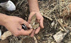 Yanan ormanlık alanda kuzugöbeği mantarı bolluğu: Köylülerin gelir kaynağı oldu