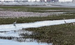Yüksekova'da küçük akbalıkçıllar görüntülendi