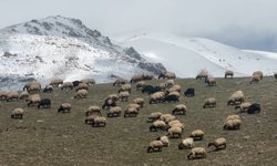 Yüksekova'da küçükbaş hayvanlar meraya çıktı