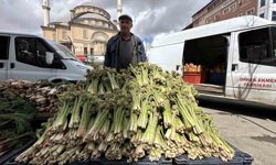 Yüksekova'da 'yayla muzu' mesaisi başladı