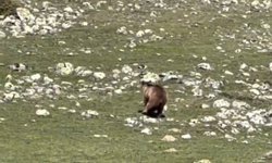 Yürümekte güçlük çeken bozayı ormana böyle ulaşmaya çalıştı