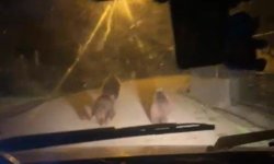 Zonguldak'ta aç kalan ayılar köye indi