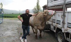 1,2 tonluk kurbanlık 650 bin liraya alıcısını bekliyor