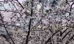 Adana'da kiraz çiçekleri karla kaplandı