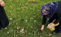 Ağrı'da kadınlar bahar otlarını topluyor