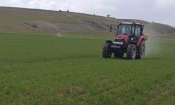 Ahlat'ta buğday tarlalarında gübre mesaisi