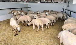 Ankara'da hayvan pazarlarında kurbanlıklar alıcılarını bekliyor