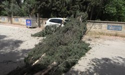 Antalya'da mezarlıktaki ağaç devrildi, park halindeki araç zarar gördü