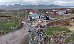 Ardahan'ın Ağzıpek köyü leyleklerin uğrak noktası oldu