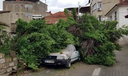 Asırlık ağaç park halindeki aracın üzerine devrildi