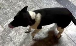 Atların yanında büyüyen köpek, yürüyüşüyle ilgi odağı oldu