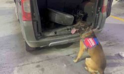 Bagaj ve kaputa gizlenen uyuşturucuyu narkotik köpeği 'Ayar' buldu