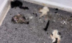 Başakşehir'de sitede kediler parçalanmış halde bulundu