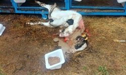 Başıboş köpekler buzağıyı parçaladı