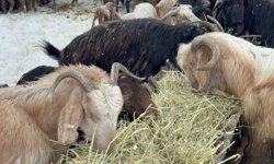 Besici çiftin mayıs karında zorlu mesaisi