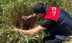 Bilinçsiz ilaç kullanmak hem çevreye hem de ekonomiye zarar verir