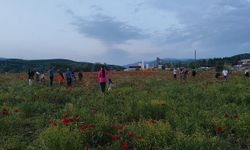 Bingöl'de doğal oluşan gelincik tarlası vatandaşların ilgi odağı oldu