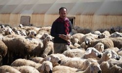 Binlerce kilometreden geldi, bozkırda sürünün başına geçti