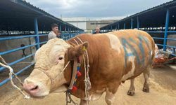 Bursa'da kurbanlık şampiyonu görücüye çıktı: Tam 1,2 ton