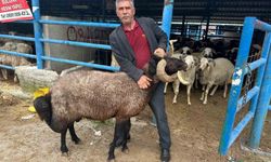 Bursa'daki kurbanlık pazarında hareketlilik
