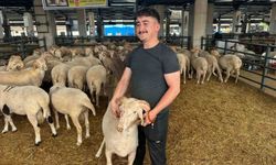 Bursa'daki sıra dışı 'gergedan boynuz'lu koç görenleri şaşırtıyor