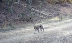 Çankırı'da 'Ormanın hayaleti' vaşak görüntülendi