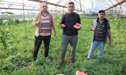 Çekirdek karpuzun hasadı başladı: 3 ayda hasat ediliyor, 1 ayda tükeniyor
