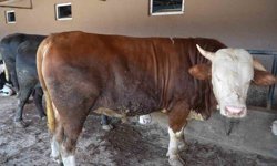 Çiftliğin gözdesi 1 ton 300 kiloluk tosun oldu