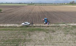 Çukurova'da arazilerini dolu vuran üretici mısırı söküp ayçiçeğine yöneldi