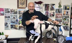 Demir ustası felçli canlara 'umut' oluyor: 9 yılda bin hayvanı ayağa kaldırdı