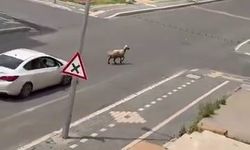 Diyarbakır'da kaçan kurbanlık trafiğin altını üstüne getirdi