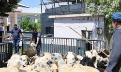 Diyarbakır'dan şehir dışına kurbanlık sevki devam ediyor