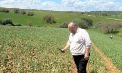 Dolu yağışı sonrası hasar alan sarımsak tarlalarında inceleme yapıldı