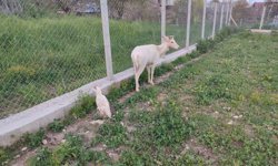 Elazığ'da beyaz ala geyik bu kez koyun sürüsünde görüldü