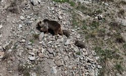 Erzurum Oltu'da bozayı iki yavrusuyla görüntülendi