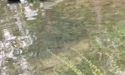 Fırat Nehri'nde akıntı arttı: Binlerce balık kıyıya akın etti