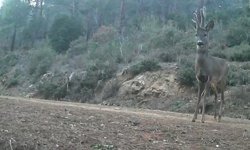 Ganos Dağları'nda karacalar fotokapana yakalandı