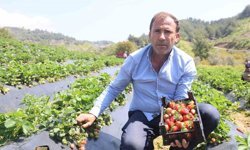 Hatay'da çilek hasadı başladı