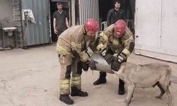 Hava filtresine sıkışan köpek kurtarıldı