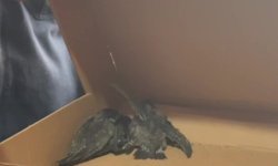 Havalandırma borusunda mahsur kalan 3 yavru kuş kurtarıldı