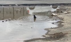 Iğdır'da karganın banyo keyfi