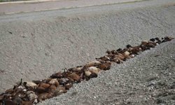 Iğdır'daki arı saldırısının ardından bölgede hasar tespiti sürüyor